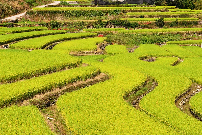 国東半島の棚田