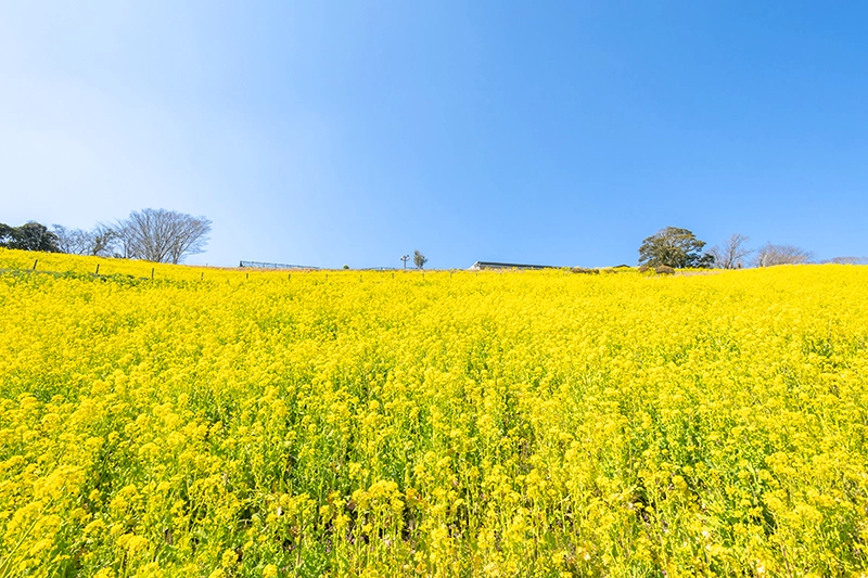 FABRIKO（ファブリコ）がデザインした千葉県文化会館大ホールの張地のモチーフとなった菜の花