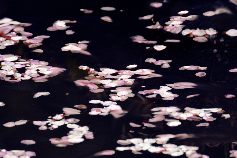 水面に浮かぶ桜の花びらが連なる様子